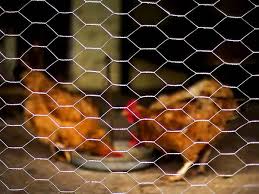 No, the mesh holes will allow mice and small rats or voles through the weave. Stainless Steel Chicken Wire Long Term Corrosion Resistance