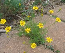 Image result for Dyssodia tenuiloba