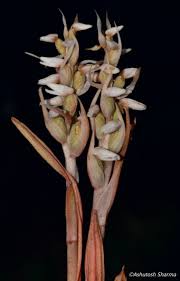 Image result for Zeuxine