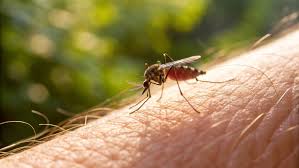 Image result for mosquito bite