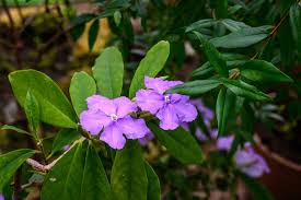Image result for Brunfelsia pauciflora