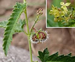 Image result for Tragia rupestris