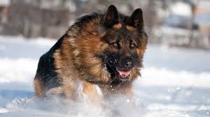 We did not find results for: Beautiful German Shepherd Wallpaper 1920x1080 11617