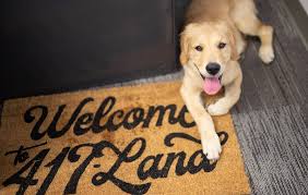 Golden retriever puppy for sale in ephrata, pa, usa. Springfield Mo S Cutest Office Pets