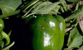 Intestinal worms may live in someone's intestine for years without causing any symptoms. Pepper Bell Diseases And Pests Description Uses Propagation
