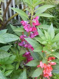 Image result for Impatiens salpinx