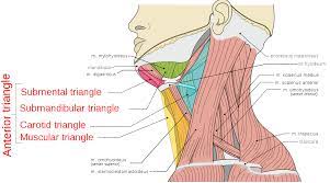 The anterior and posterior triangles. Anterior Triangle Of The Neck Wikipedia