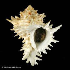 Pin On Carolinian Marine Mollusks And Other Sea Life
