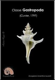 …la scuola primaria si propone di: Come Nascono Le Conchiglie Nautilus Discovery