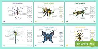 There are no muscles within the mandible itself. New Insect Body Parts Fill In The Blanks Worksheet