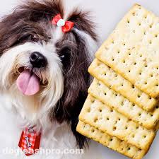 Additionally, it has a crispy texture and a salty, dry taste. Can Dogs Eat Saltine Crackers Dog Leash Pro