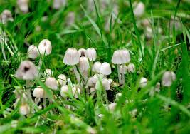Image result for Psilocybin