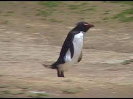pin by deb wesley on penguins rockhopper penguin penguin videos funny penguin videos