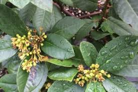 Image result for Rhamnus