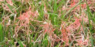 Diagnosing Treating Red Thread Lawntech Care Guide