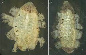 Image result for Gilgiochloa