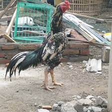 Si karismatik charlie wade bahasa indonesia pdf full bab 21 / baca novel si karismatik charlie wade bahasa indonesia pdf / amazon com. Peternak Ayam Bangkok Ngampel Papar Kediri Farm Shop Ayam Bangkok Bk