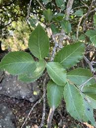 Image result for Maytenus undata