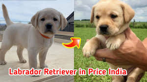 We did not find results for: Labrador Retriever In Price India Me Full Information Low Price Puppy Youtube