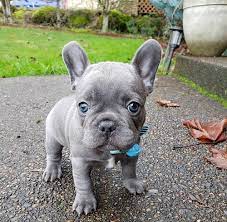 It is vital to check your own budget and offset the costs carefully. French Bulldogs For Sale Near Me French Bulldog For Sale Near Me