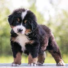 The bernese mountain dog is one of the four varieties of mountain dogs of switzerland. 1 Bernese Mountain Dog Puppies For Sale By Uptown Puppies