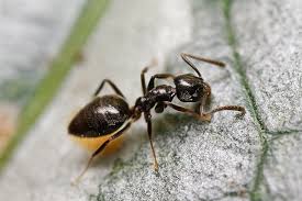 So how can you get rid of ants from during periods of rain or warmer weather, ants are known to make their way into people's homes. Ants Archives Insect Diagnostic Lab