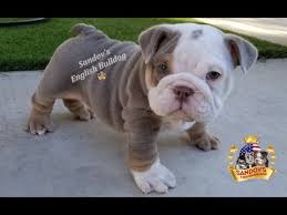 Shrinkabulls style english bulldog gender: Beautiful Lilac Tri Boy English Bulldog Puppy With Blue Eyes 7 Weeks Old Youtube