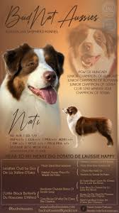It is relaxed, loyal, and devoted, bonding closely with family, even to the point of developing separation anxiety. Nati Budnataussies Com