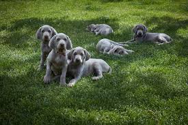 Image result for výmarský dlouhosrstý ohař