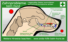 Erste Hilfe Beim Hund Zahnschmerzen