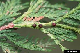 Image result for kabatina thujae