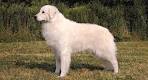 Kuvasz Dog Breed Information - American Kennel Club