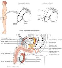 Did a miniguide of male anatomy for a friend. Anatomy And Physiology Of The Male Reproductive System Anatomy And Physiology Ii