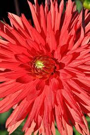 Image result for Dahlia sp. (cultivar)