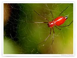 Kết quả hình ảnh cho hình ảnh nhện