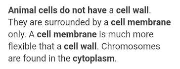 Plant cells have a cell wall, chloroplasts and other specialized plastids, and a large central vacuole, whereas animal cells do not. Right Or Wrong 1 Animal Cells Lack Cell Membrane Brainly In