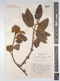 Image result for Phragmanthera