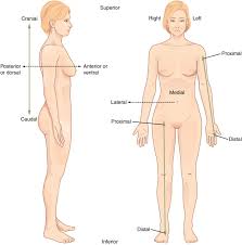 Log back in to complete your share Mapping The Body Boundless Anatomy And Physiology