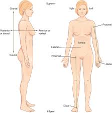 The body is divided into the axial body runs right down the center (axis) and consists of everything except the limbs, meaning the head, neck, thorax (chest and back), abdomen. Mapping The Body Boundless Anatomy And Physiology