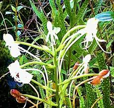 Image result for Solenangis clavata