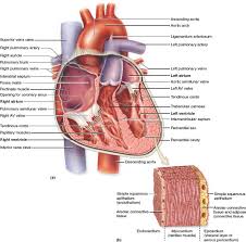 19 8 Internal Anatomy Of The Heart A A Coronal Section Reveals The Internal Structure Of The Heart Including The Heart Wall Chambers And Valves B The H
