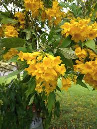 Image result for Tecoma