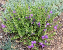 Image result for Scutellaria violascens