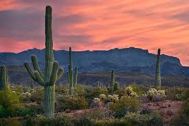 We remove all cacti in the greater phoenix area including violet prickly pear, saguaro, golden hedgehog, arizona barrel, teddy bear cholla and more. Saguaro Cactus With Arizona Sunset Photograph By Dave Dilli