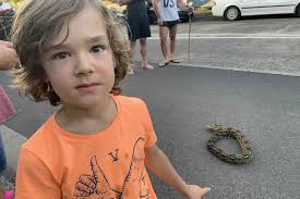 Illegal pet snake found in suburban Sydney street in Marrickville