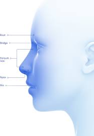 Anatomy of the nose can be assessed in 3 parts. The Nose Anatomy Of The Paranasal Sinuses