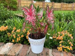 Image result for Caladium