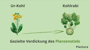Urkohl, spitzkohl oder chinakohl) putzen, vom strunk befreien und in sehr feine streifen schneiden oder hobeln. Urkohl Wie Wir Die Gene Verandert Haben Plantura