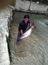 Ikan Patin Restock Uni Fishing Pond Kolam Pancing Bawah Taman U Seri Kembangan At Uni Fishing Pond Facebook