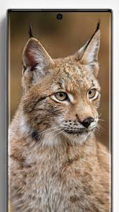May 06, 2012 · posted april 23, 2012. Lynx Wallpapers For Android Apk Download